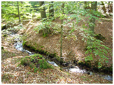 BOKSKOG EN: Beech woods in Southern Sweden, SV: Bokskog på Österlen